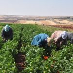 Patlıcan ve biber kadınların elinde Gaziantep’in tescilli lezzeti oluyor… – Son Dakika Hayat Haberleri
