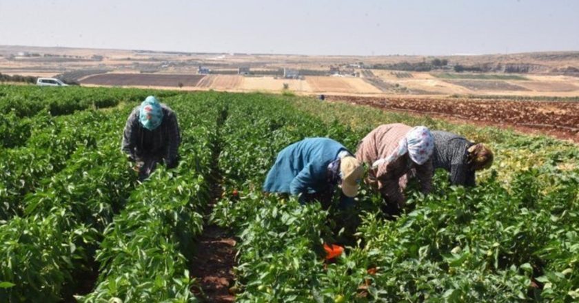 Patlıcan ve biber kadınların elinde Gaziantep’in tescilli lezzeti oluyor… – Son Dakika Hayat Haberleri