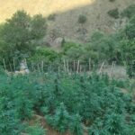 Bingöl’de 15 bin kök kenevir ele geçirildi