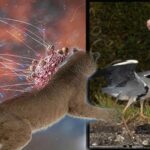 Kuş Gribi İlk İnsan Ölümünü Getirdi: ‘Artık Tehdit Değil, Çok Başlı Bir Tehlike’